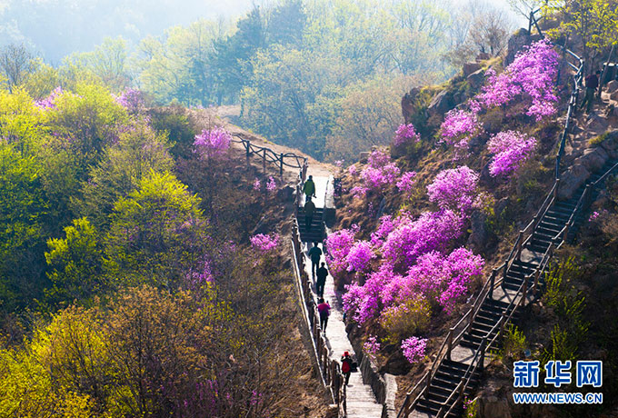 4月17日,游客登上明安梁观赏杜鹃花。(王广山 摄)