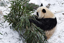 熊猫戏初雪