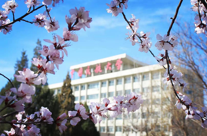 中國民航大學校園內春花綻放。文林新攝