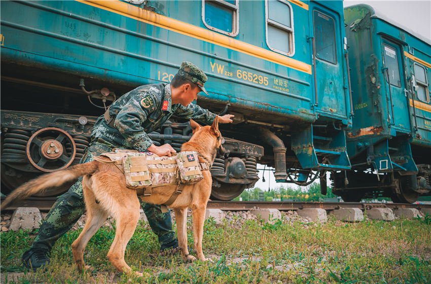 圖為警犬分隊訓導員指揮警犬“大衛”向火車內傷員運送醫療物資。孟少陽攝