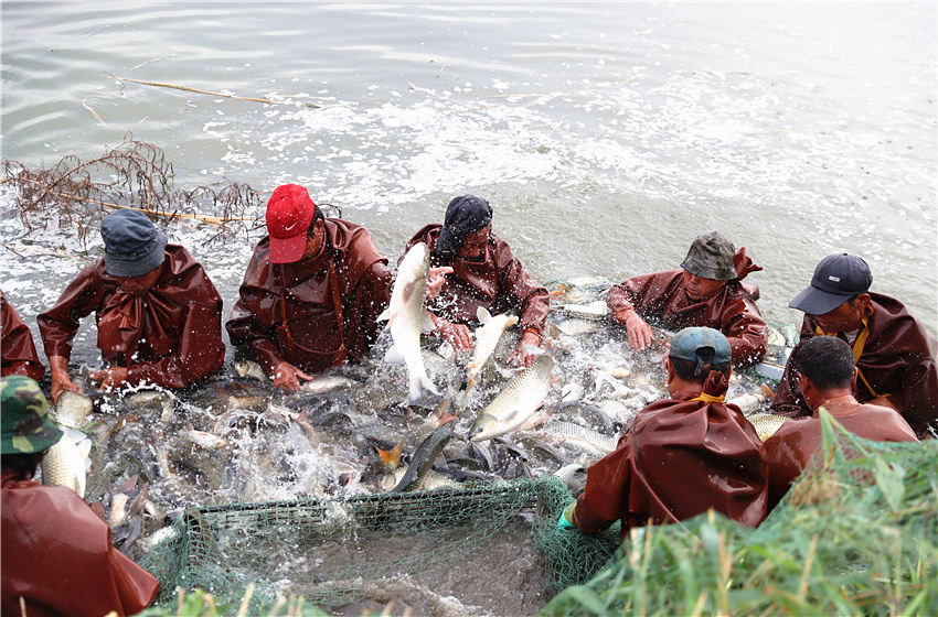 天津北塘成功实现加州鲈鱼孵化本地化。何沛霖摄