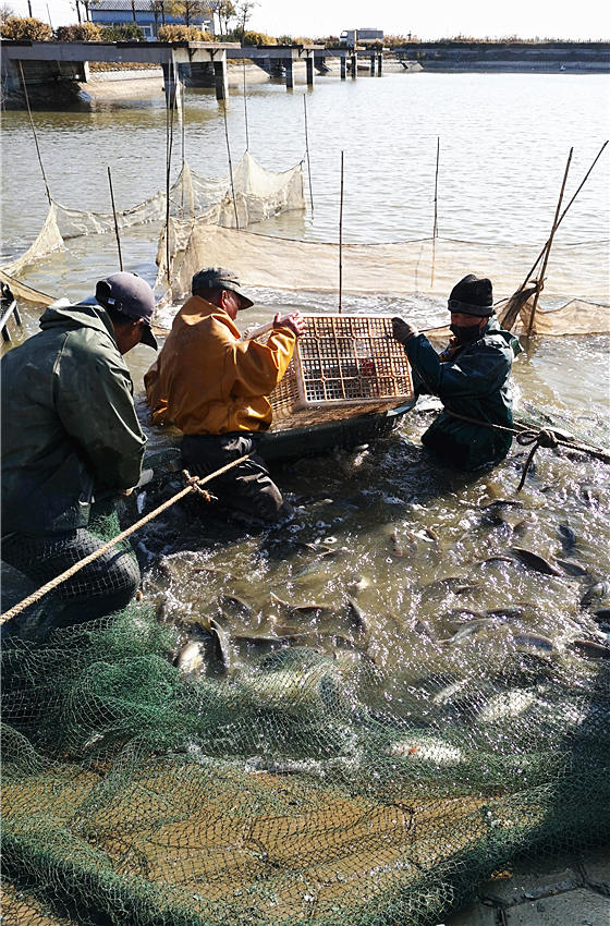 天津北塘成功实现加州鲈鱼孵化本地化。刘军摄