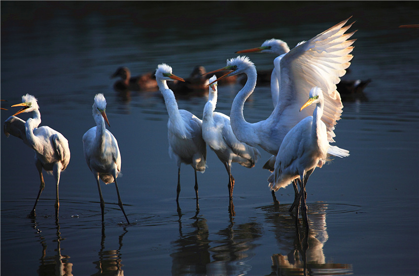 天津七里海湿地引珍稀鸟类回归。宁河区融媒体中心供图