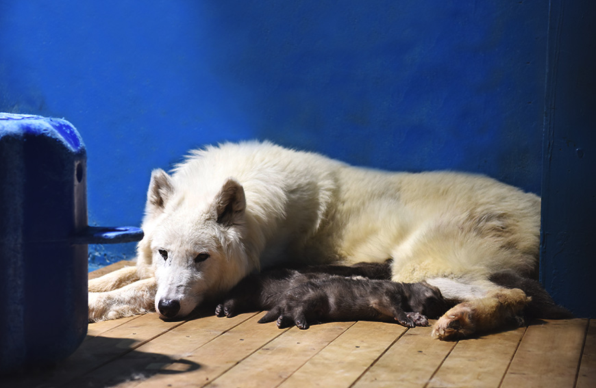5月20日，北極狼家族成功誕出5隻北極狼寶寶。天津海昌極地海洋公園供圖