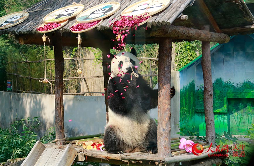 大熊猫“喜乐”在玩饲养员准备的丰容玩具。人民网 唐心怡摄
