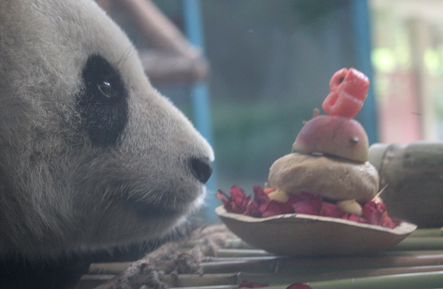 大熊猫“喜乐”准备吃生日蛋糕。程潇摄