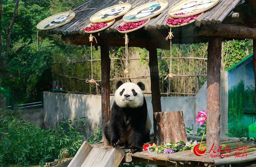 大熊猫“喜乐”在玩饲养员准备的丰容玩具。人民网 唐心怡摄