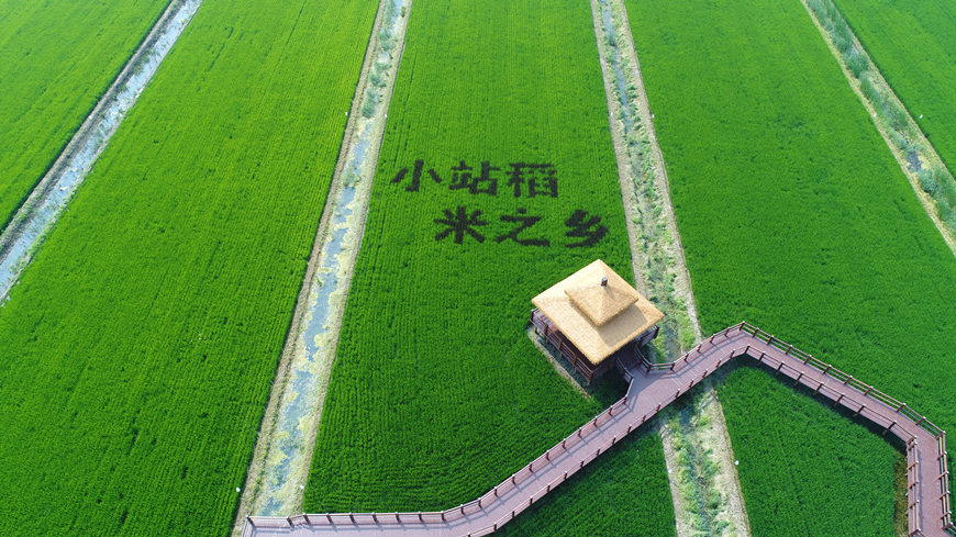 津南綠色生態屏障內的小站稻田。津南區供圖
