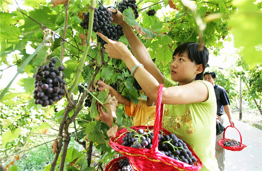 市民在葡萄园采摘新鲜葡萄。天津市滨海新区茶淀街道供图