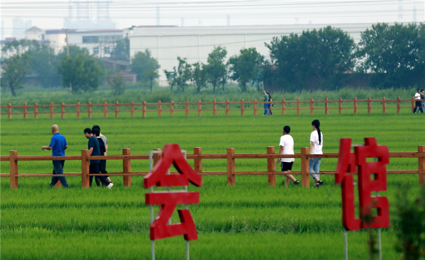 游客在观光栈道上欣赏稻田美景。杨全胜摄