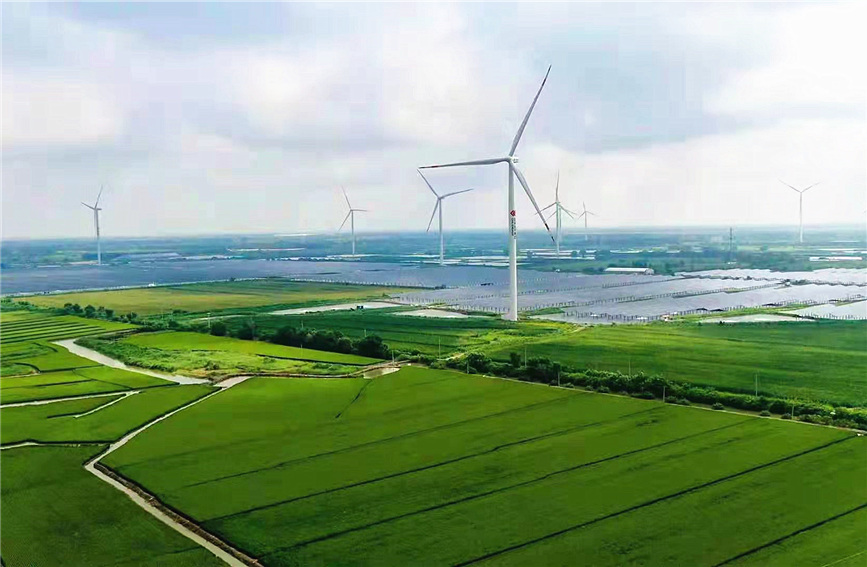 楊家泊鎮的風力發電機矗立在綠色稻田旁。濱海新區區委宣傳部供圖