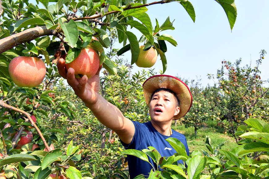市民游客在劉家溝村採摘蘋果。崔智強攝