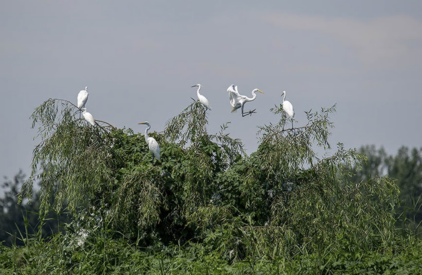 武清区科学推进大黄堡湿地修复保护引来越来越多的候鸟栖息。郭德中摄