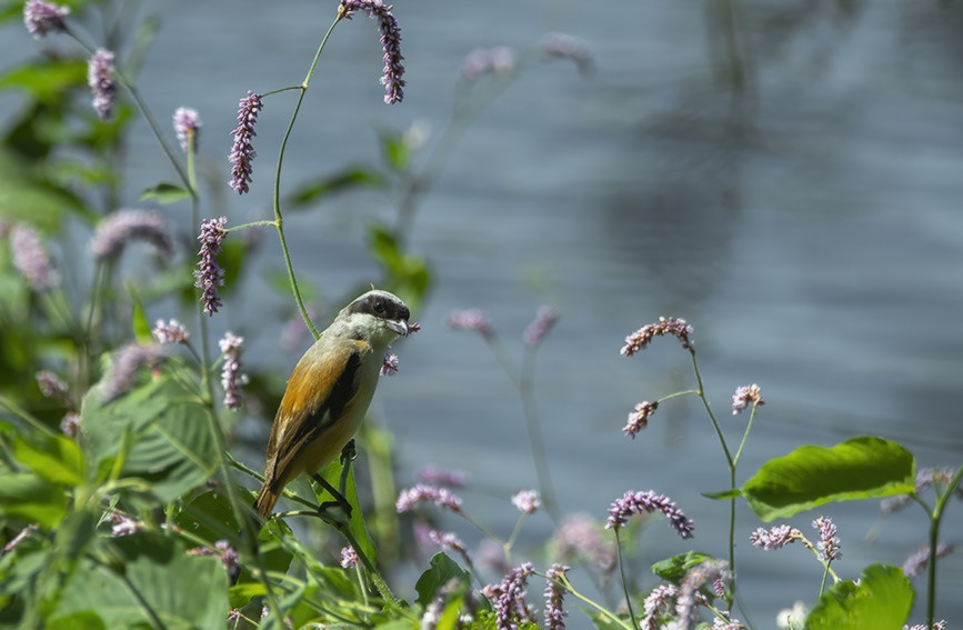 武清區科學推進大黃堡濕地修復保護引來越來越多的候鳥棲息。郭德中攝