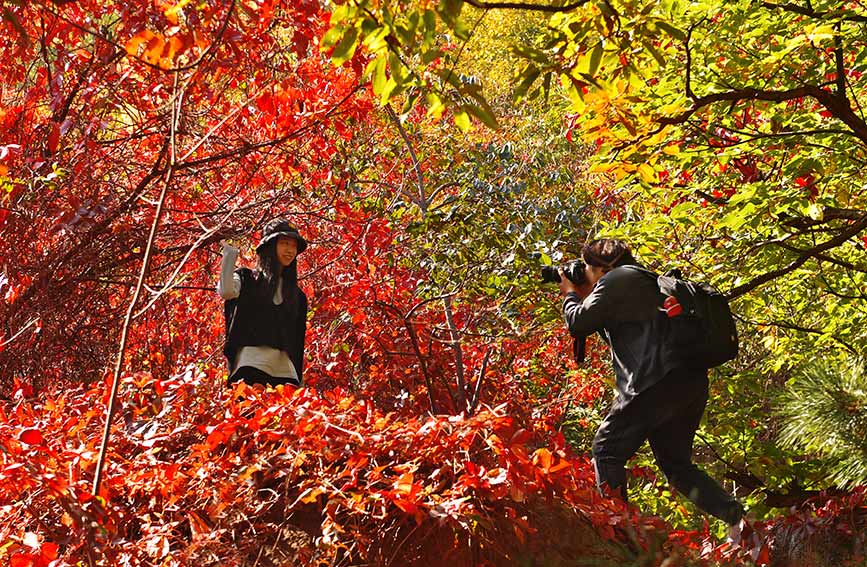 天津蓟州景区层林尽染、红叶翻飞，游客边赏美景边拍照。王金一摄