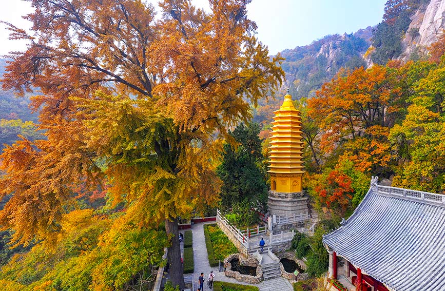 天成寺前的两棵千年银杏树已换上金色“秋装”。王金一摄