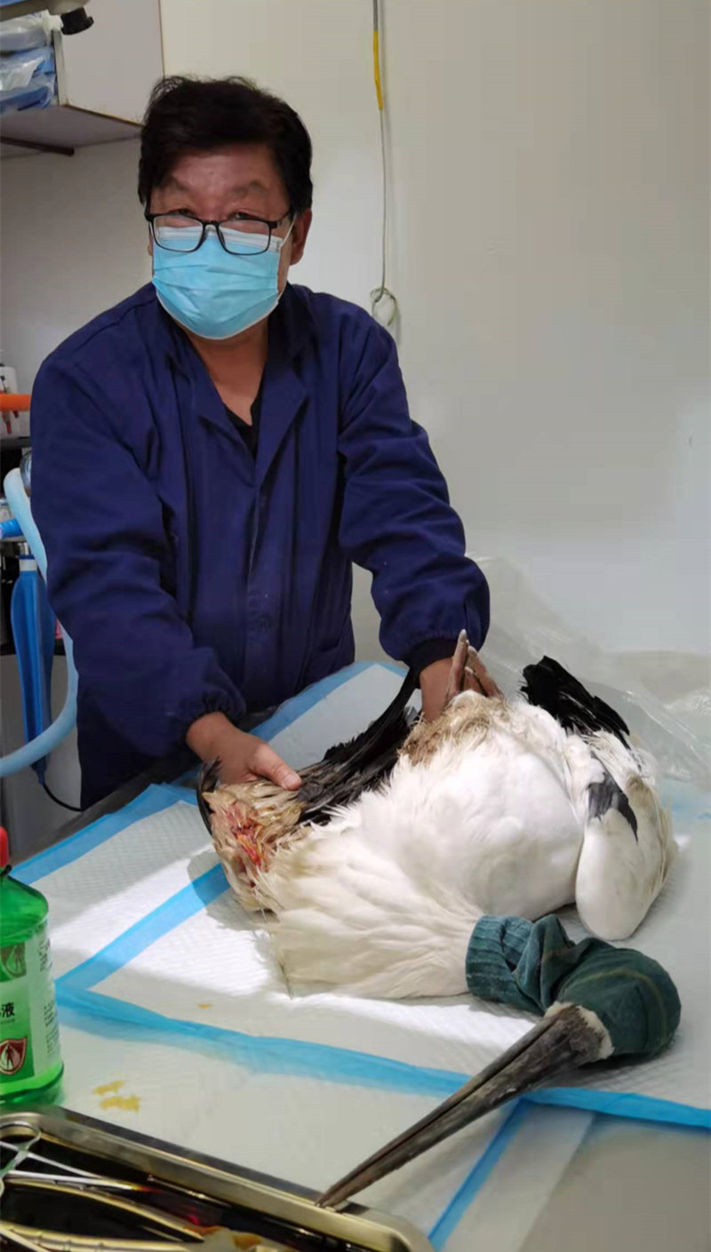 兩隻東方白鸛遷徙途中受傷，天津濱海候鳥巡護人員連夜救治。濱海新區宣傳部供圖