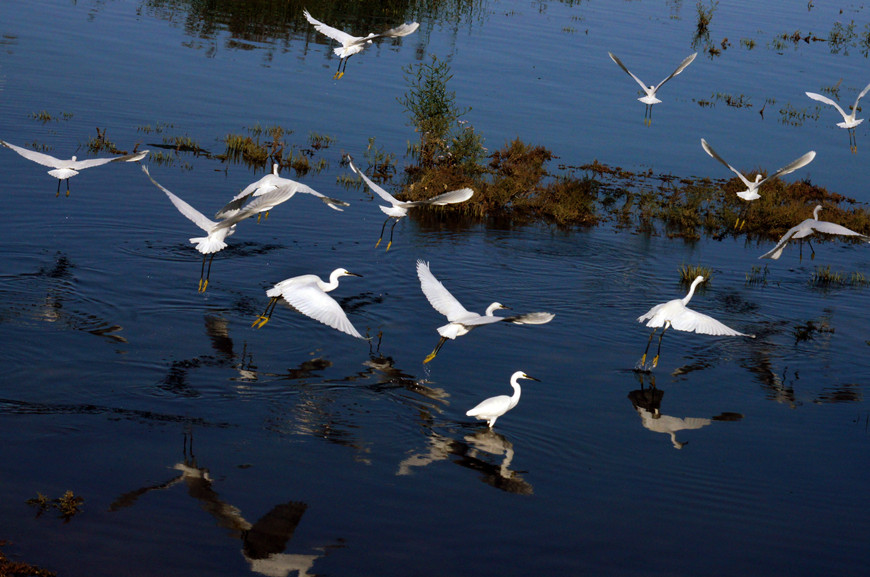 野生鳥類翱翔在七裡海。寧河區供圖
