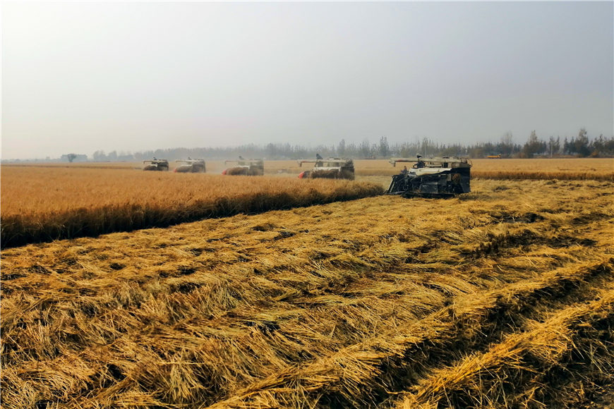 天津市寧河區小站稻獲豐收，稻田裡一派繁忙景象。鄭愛君攝