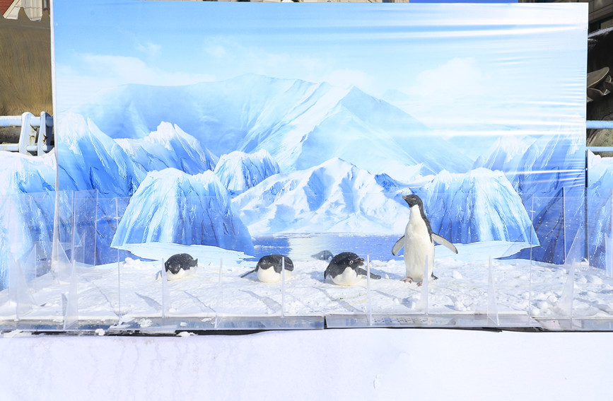 雪場一角的阿德利企鵝。天津海昌極地海洋公園供圖