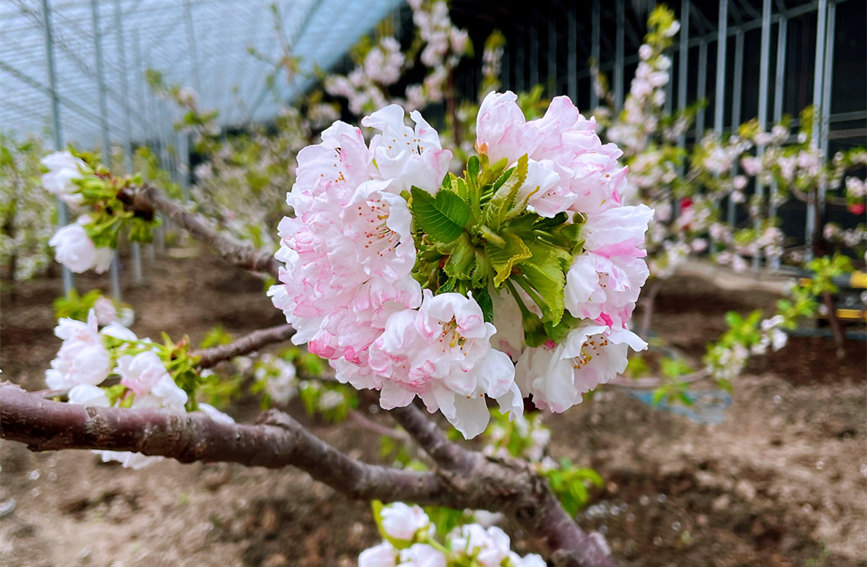 濱海新區茶澱街道的大棚櫻桃開始進入盛花期。劉芸攝