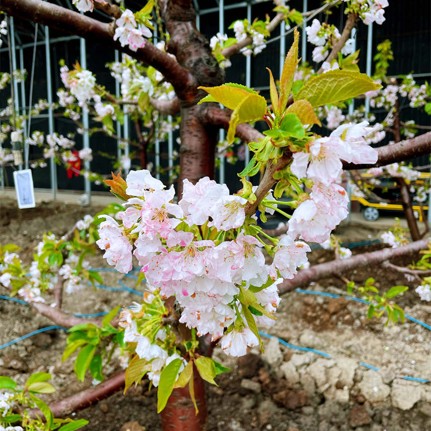 濱海新區茶澱街道的大棚櫻桃開始進入盛花期。劉芸攝