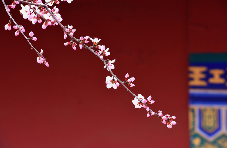 “雲”賞桃花相映紅。紅橋區委宣傳部供圖