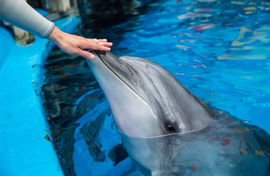 海豚和饲养员亲密互动。天津海昌极地海洋公园供图