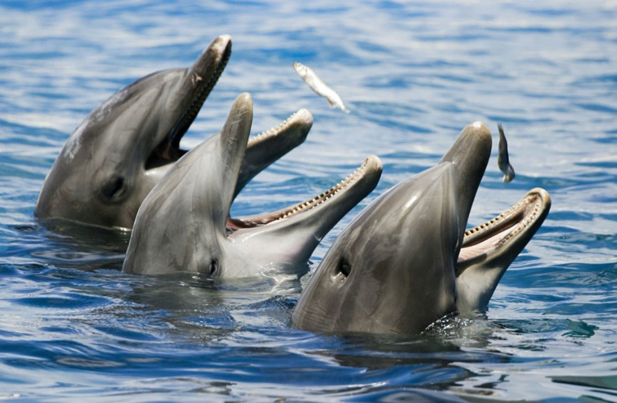 一只只海豚争抢饲养员投喂的小鱼。天津海昌极地海洋公园供图