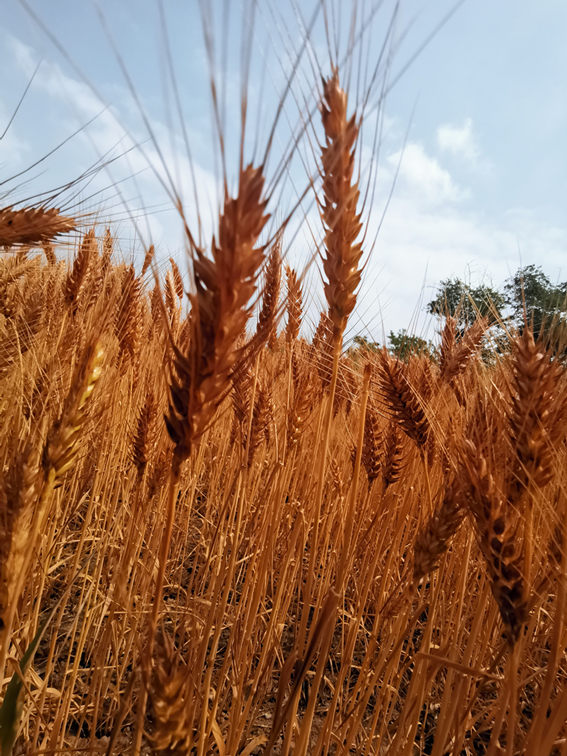 “三夏”開鐮，天津178萬畝小麥迎豐收。杜憲力攝