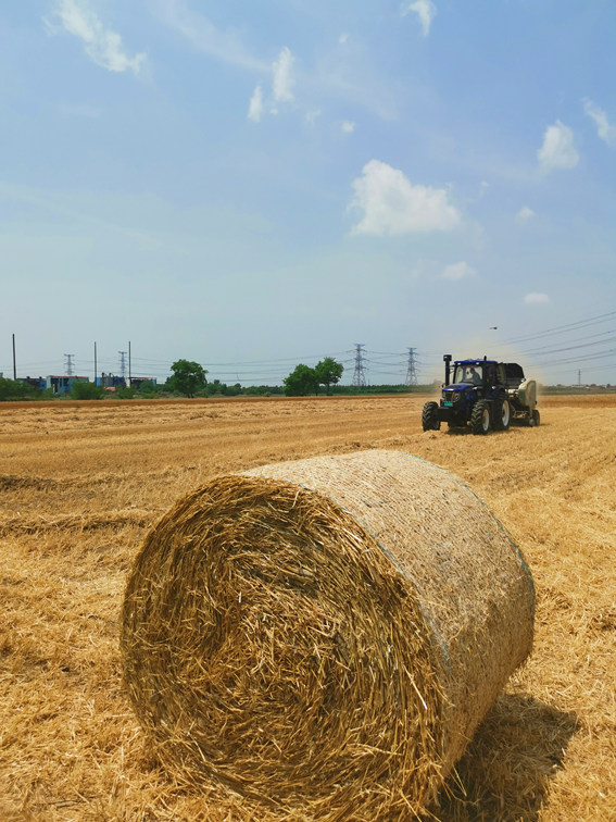 “三夏”開鐮，天津178萬畝小麥迎豐收。杜憲力攝