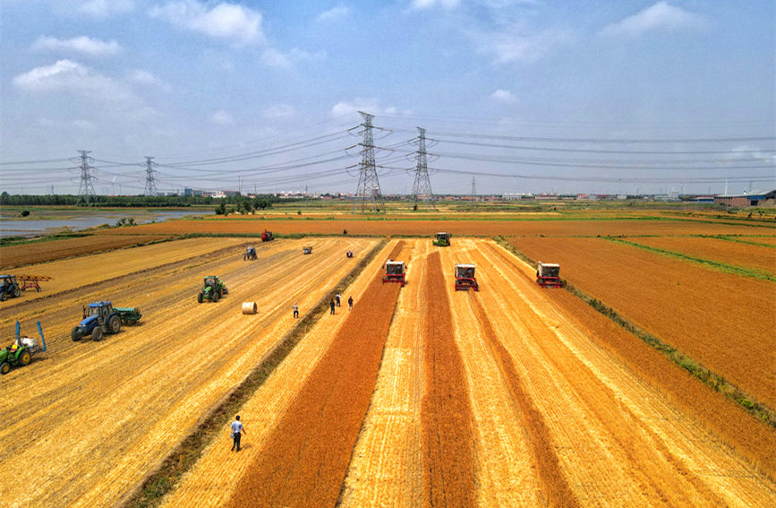 “三夏”開鐮，天津178萬畝小麥迎豐收。潘立峰攝