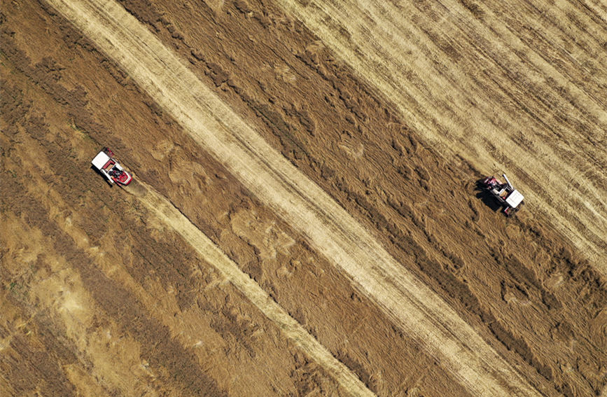 薊州34.5萬畝小麥完成收割，總產量達到15.37萬噸。王金一攝