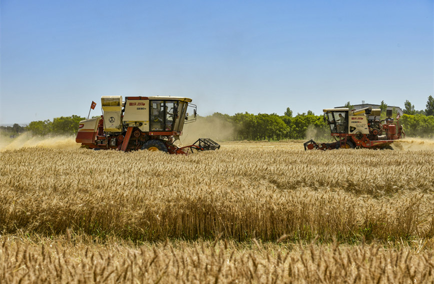 蓟州34.5万亩小麦完成收割，总产量达到15.37万吨。王金一摄