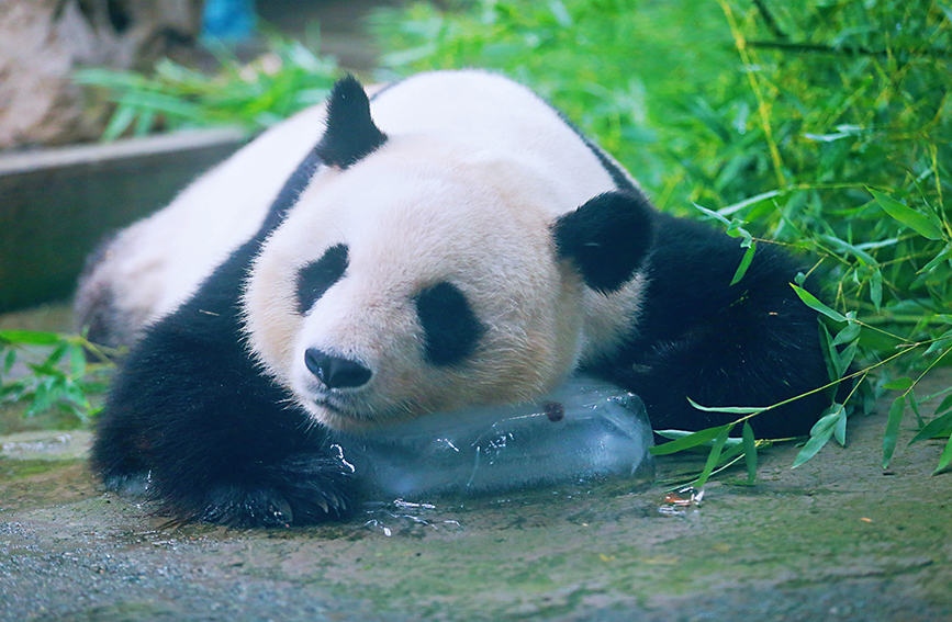 大熊猫枕着冰枕休息。张立摄