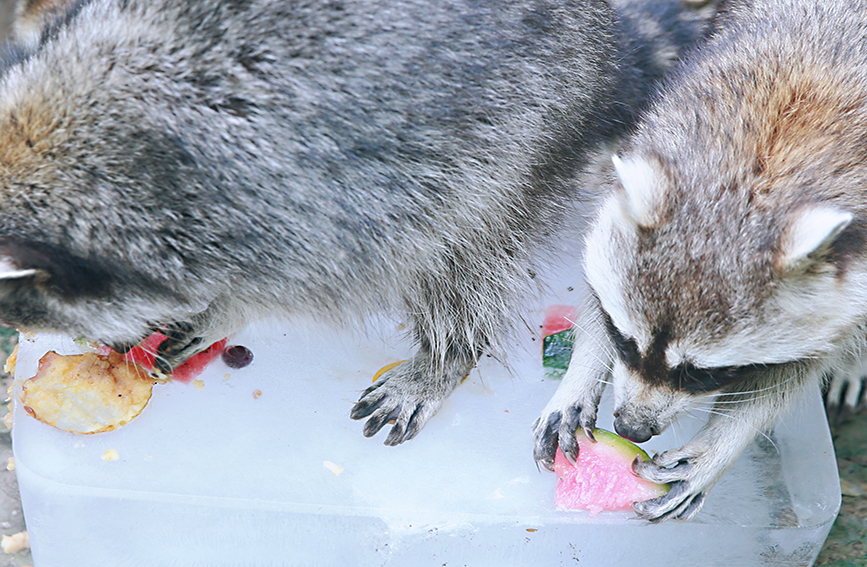 小浣熊在吃水果冰。張立攝