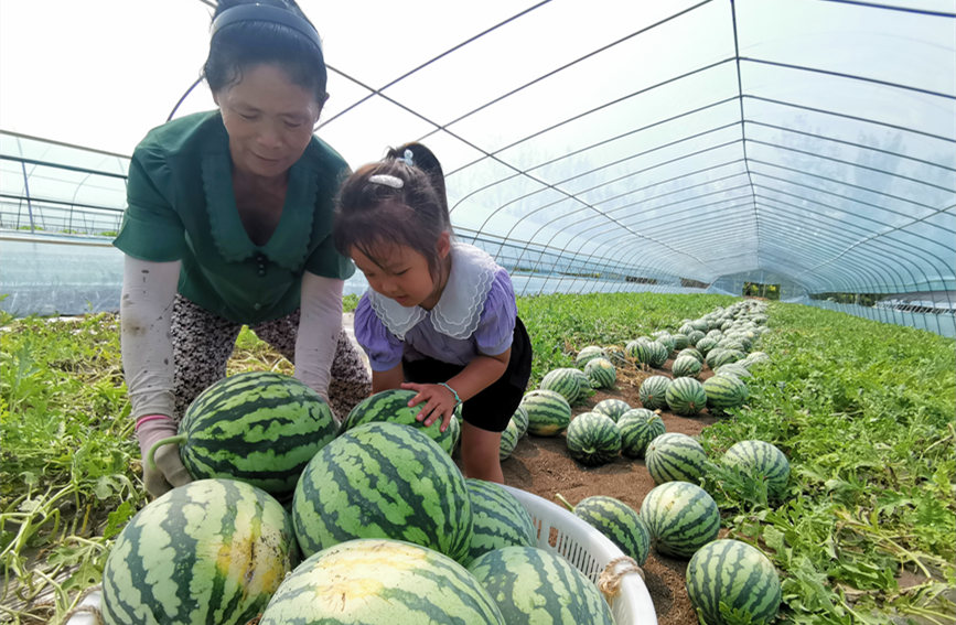 在北辰区双街镇的西瓜种植基地内，种植农户们正忙着采收。陈立兴摄