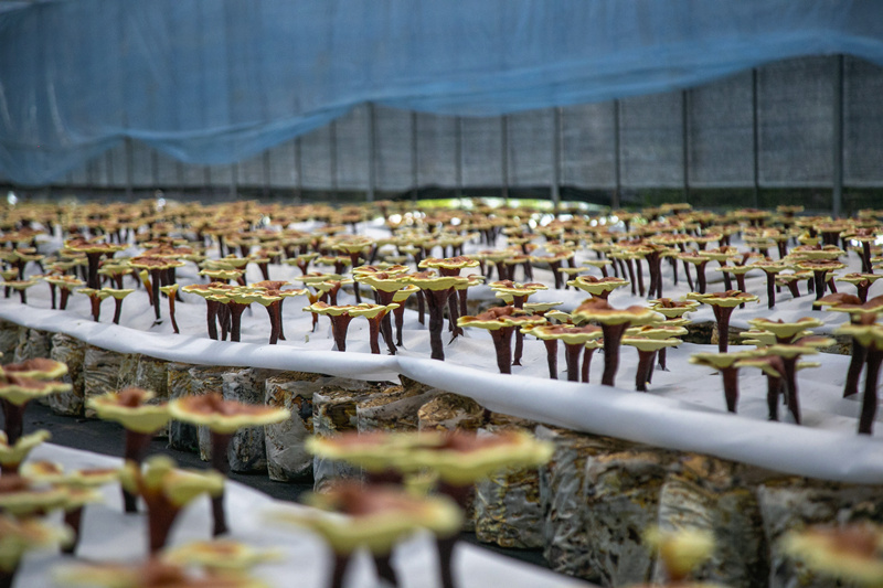 山沖村靈芝菌種植基地裡即將成熟的靈芝子實體。人民網 虎遵會攝