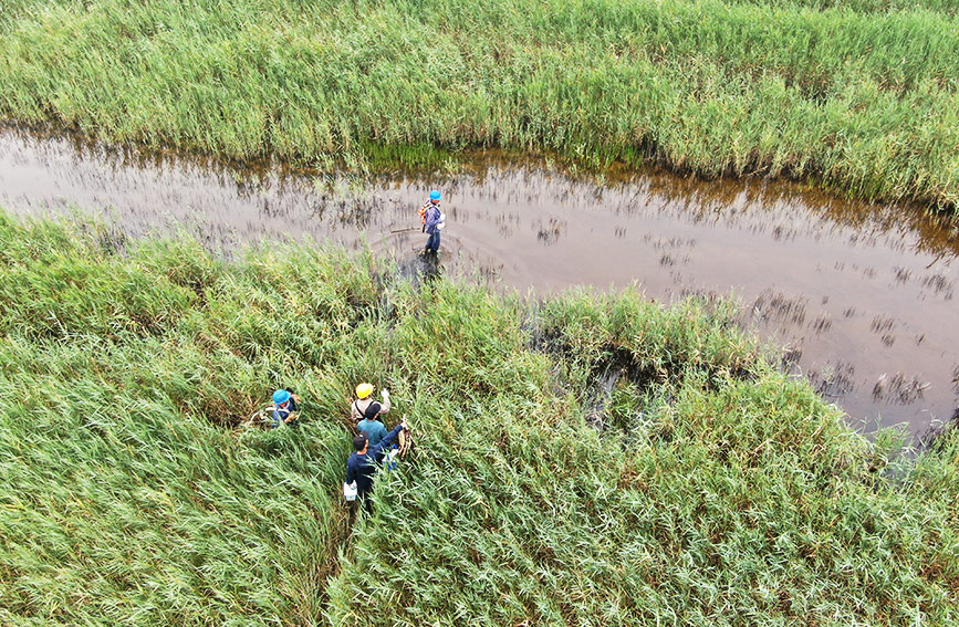 工作人员前往天津滨海北大港湿地东方白鹳招引巢。国网天津电力供图