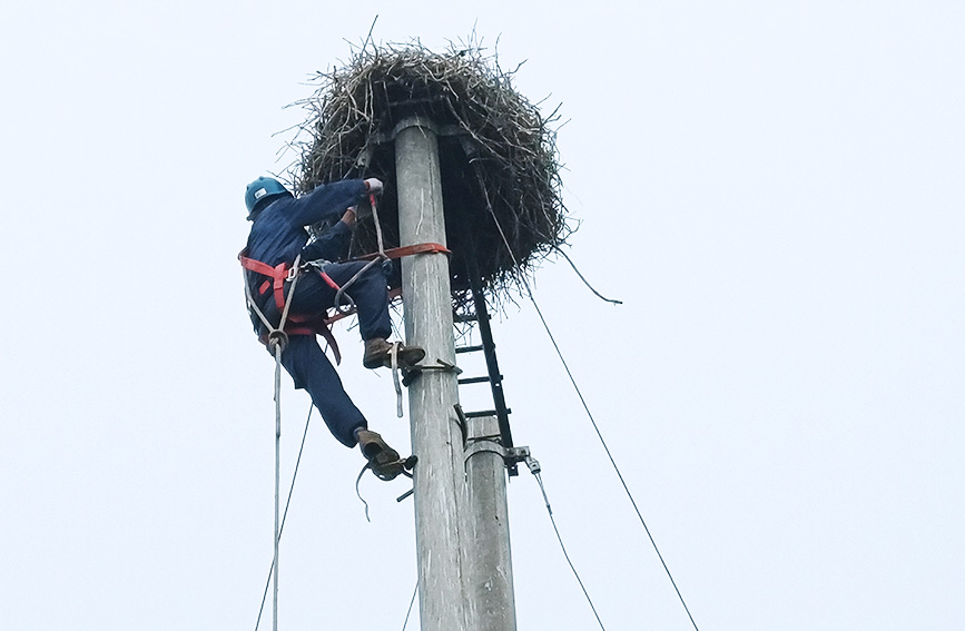国网天津电力工作人员登高作业，保护东方白鹳雏鸟。国网天津电力供图