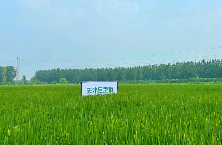 天津市寧河區東棘坨鎮東白庄村種植的“巨型稻”。寧河區供圖