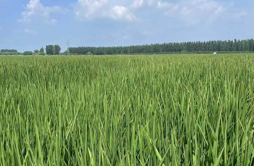 天津市寧河區東棘坨鎮東白庄村種植的“巨型稻”。寧河區供圖