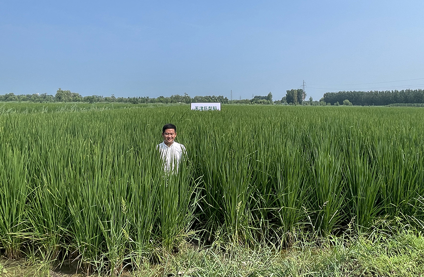 天津市寧河區東棘坨鎮東白庄村種植的“巨型稻”。寧河區供圖