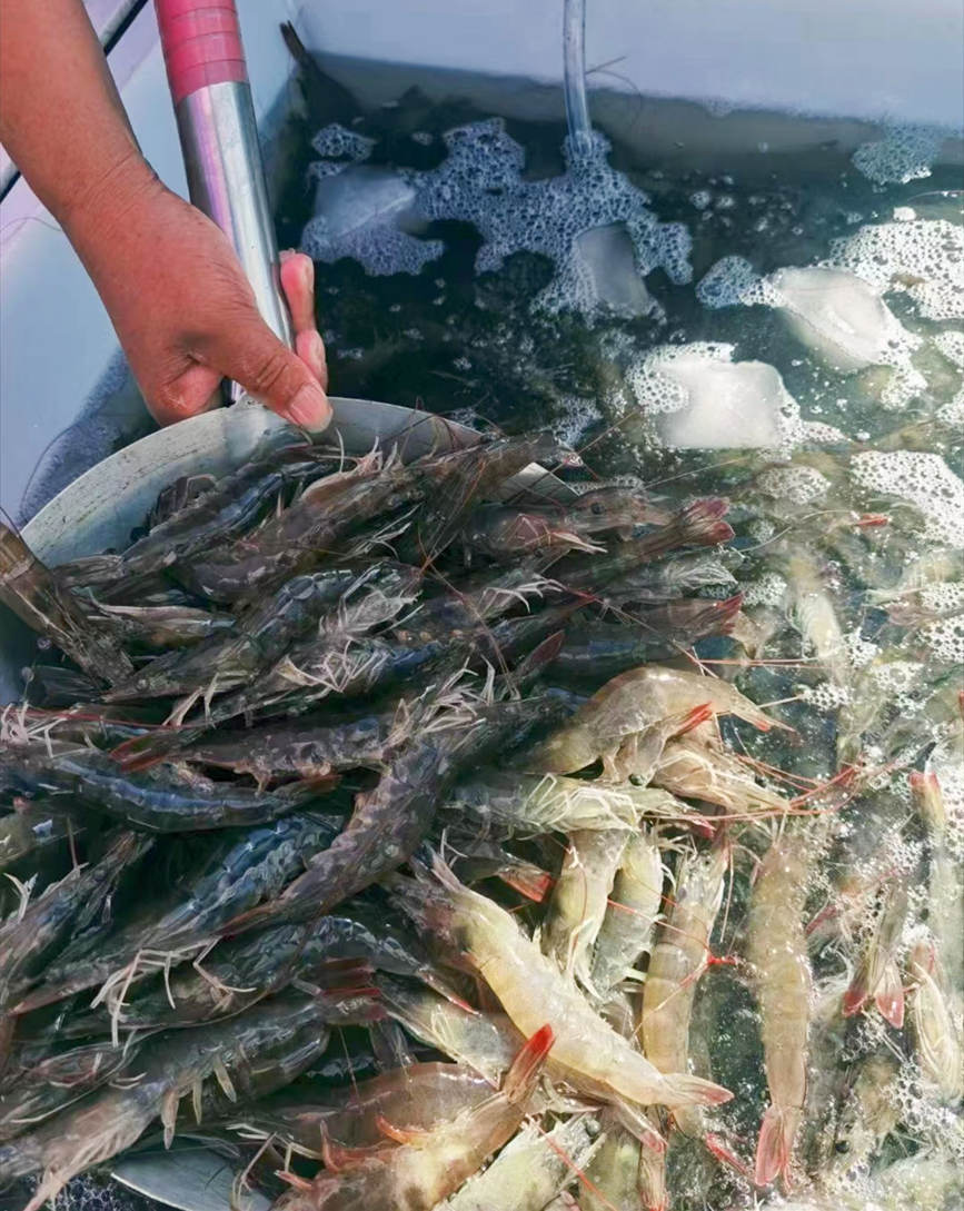 寨上街道正式进入持续四个月的“盐田虾”捕捞季。天津长芦汉沽盐场党委宣传部供图