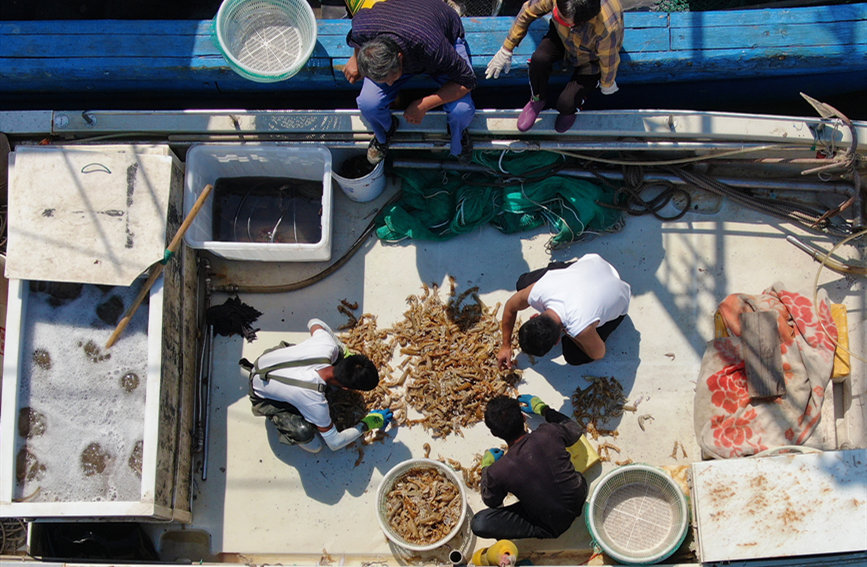 渔民在渔船上筛选皮皮虾。贾磊摄