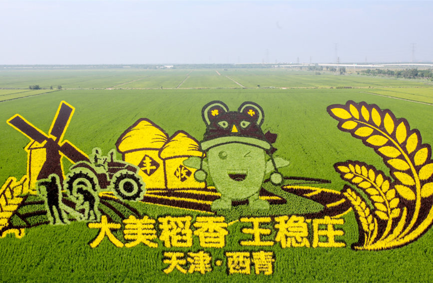 巨幅稻田画，绘就乡村振兴好“丰”光。西青区融媒体中心供图
