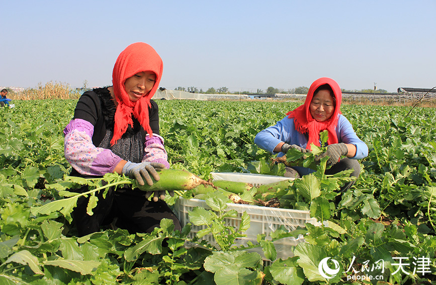 农户们正在地里忙碌着收第一茬沙窝萝卜。人民网 张静淇摄
