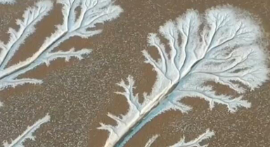 黃河入海口出現“潮汐樹”景觀