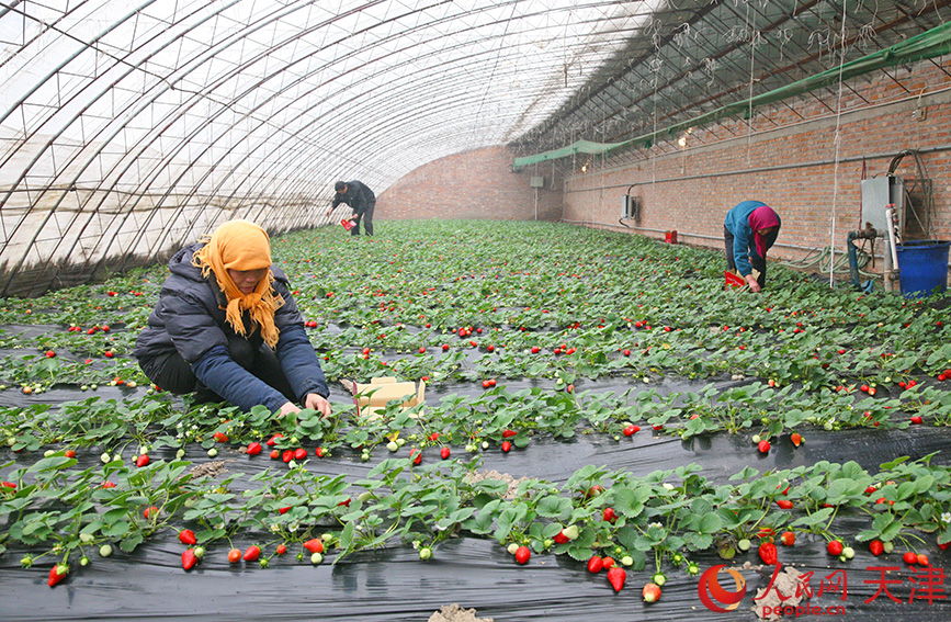 草莓大棚內，村民們正在育苗。西青區委宣傳部供圖