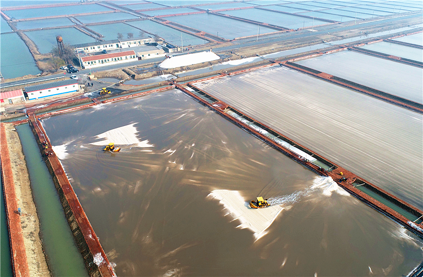 天津长芦汉沽盐场“春扒”生产全面启动。彭小卫摄